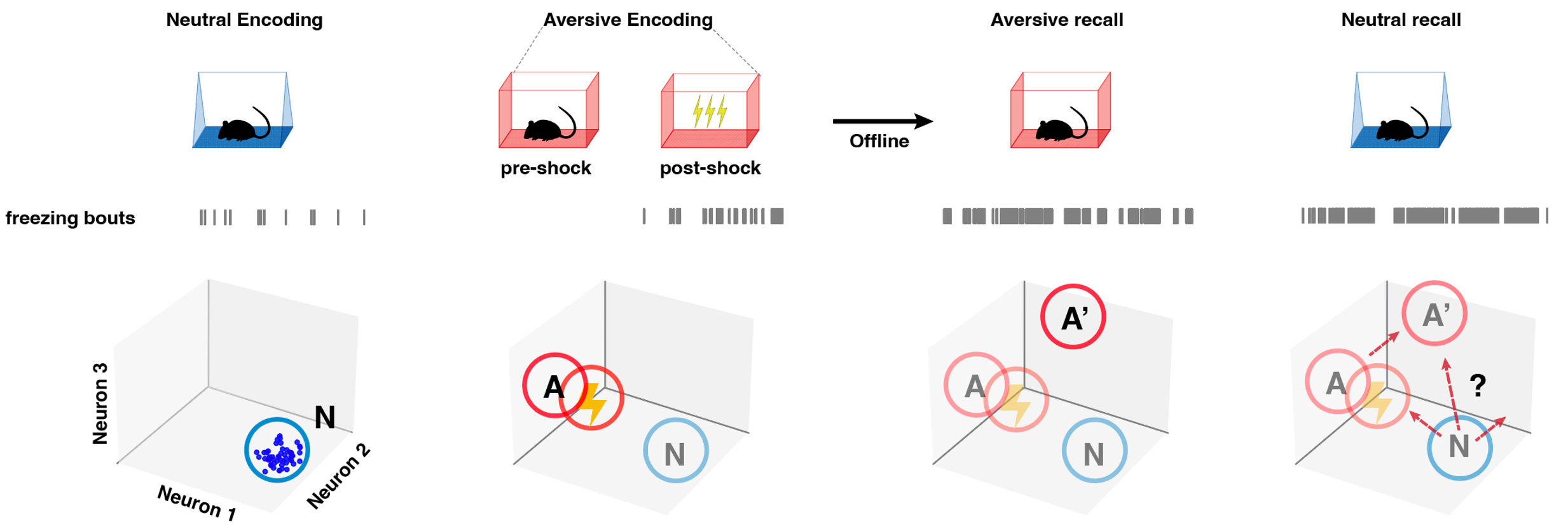 Schematic of representational change in fear generalization